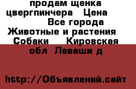 продам щенка цвергпинчера › Цена ­ 15 000 - Все города Животные и растения » Собаки   . Кировская обл.,Леваши д.